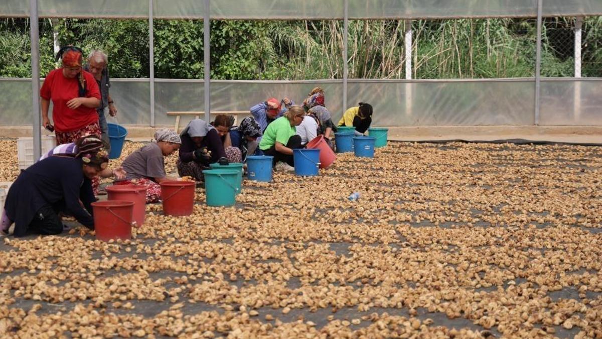 Geçen yıl fiyatı 240 liraydı! Enflasyona direnen ürün bu yıl 200 liraya düştü