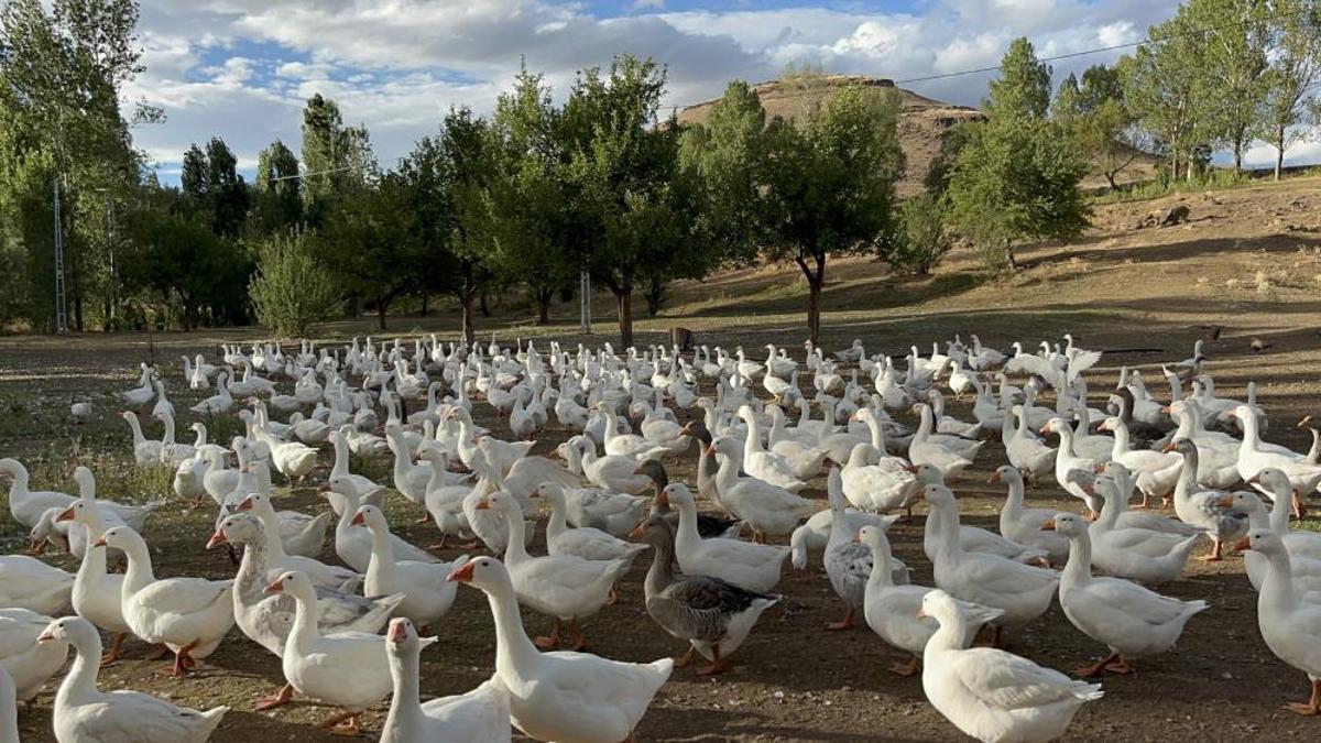 Kars'ta meşhur lezzet için hazırlıklar başladı! Kar yağdığında kesilecek: Fiyatı 6 bin TL'ye dayandı