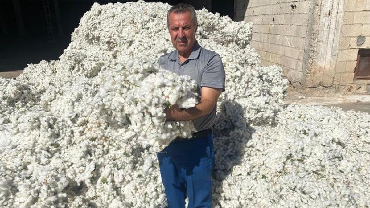Gaziantep'te 'beyaz altın' hasadı başladı! Kilosunu 32 liradan sattı, 15 bin dönüm zengin edecek