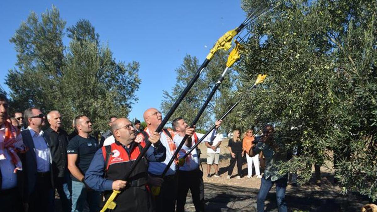 Türkiye'nin zeytin cennetinde hasat başladı: 200 bin ton rekolte bekleniyor