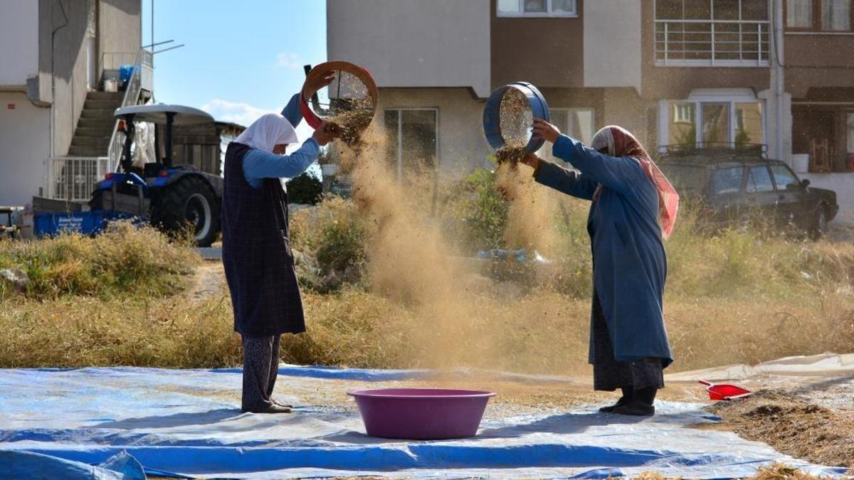 Türk mutfağının vazgeçilmezinde hasat başladı! Tazesi 80 lira, kurusu 120 liradan satılıyor