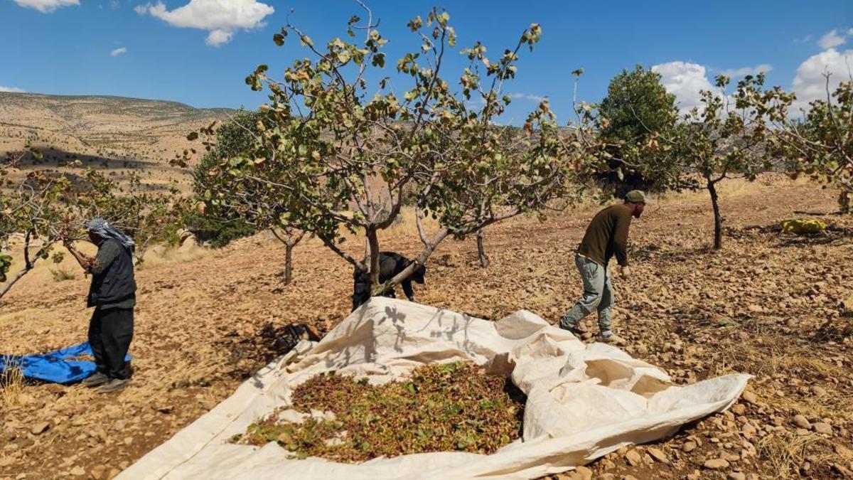 Kuraklık vurdu, rekolte düştü! Bu yıl yüksek fiyata tüketilecek