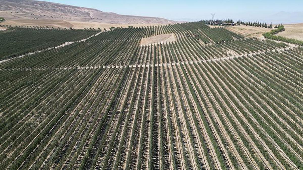 Niğde'de çiftçiler susuzluğa çare buldu! Elma bahçeleri suya hasret kalmayacak