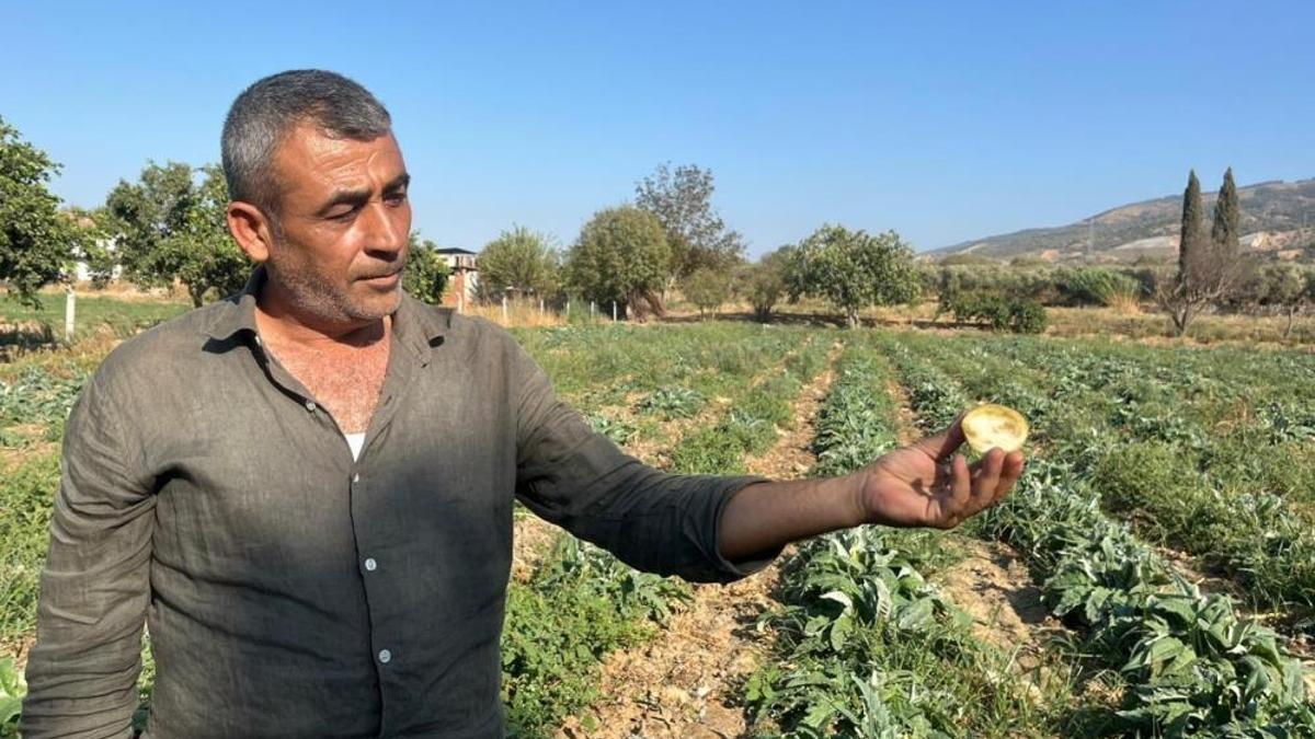 Tarlada 8 liraya alınıyor! Sadece bir işlemden geçtikten sonra 60 liraya satılıyor