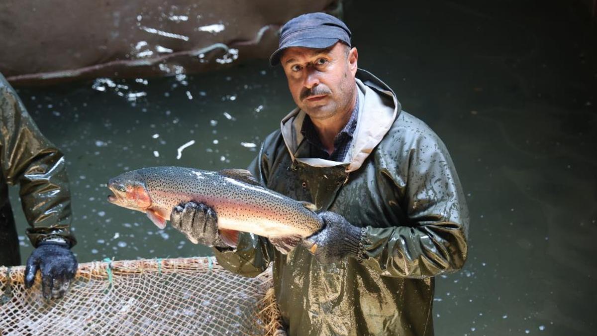 Atlantik somonuna karşı Türk somonu! Tatlı sudan tuzlu suya daldık, AB'de lider olduk