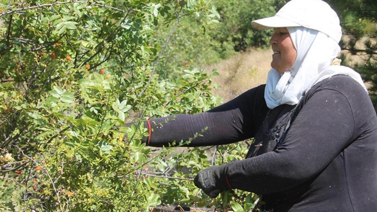 Konya’da ‘çıtlak’ Tokat’ta ‘çedene’ Manisa’da ‘çitlembik’ diyorlar! Hasat başladı