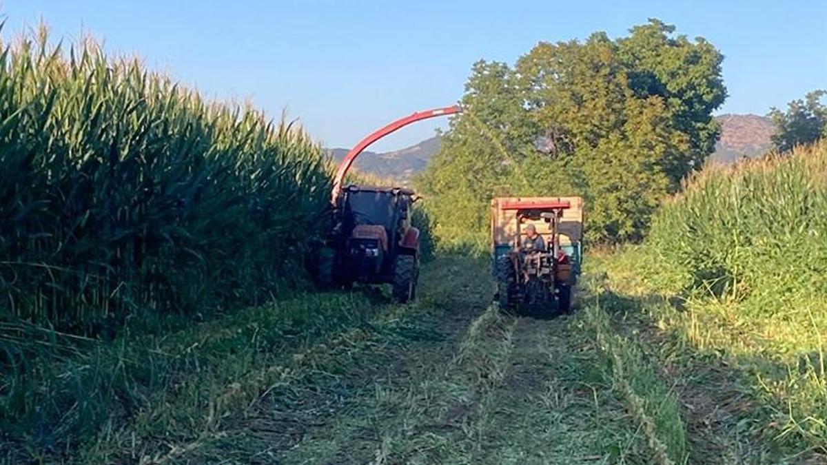 Manisa'da hazırlıklar başladı! Mısırlar eziliyor, üstü örtülüyor! 20 gün sonra yem oluyor