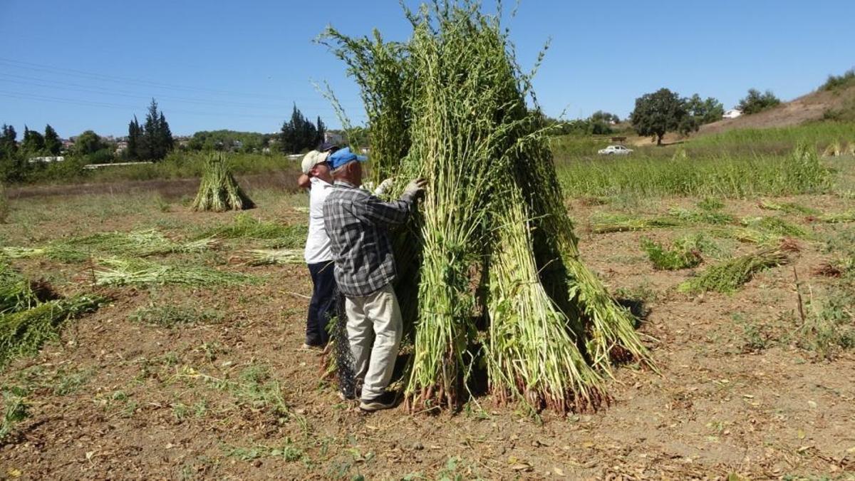 En kalitelisi bu ilimizde yetişiyor, adına 'altın' deniyor! Kilosu 140 liradan satılıyor