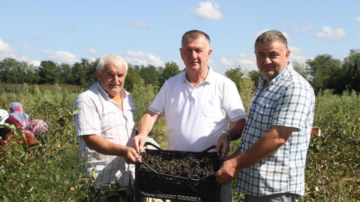 Tanesi küçük şifası büyük! Hasadı başladı, kilosu 100 TL’den satılıyor