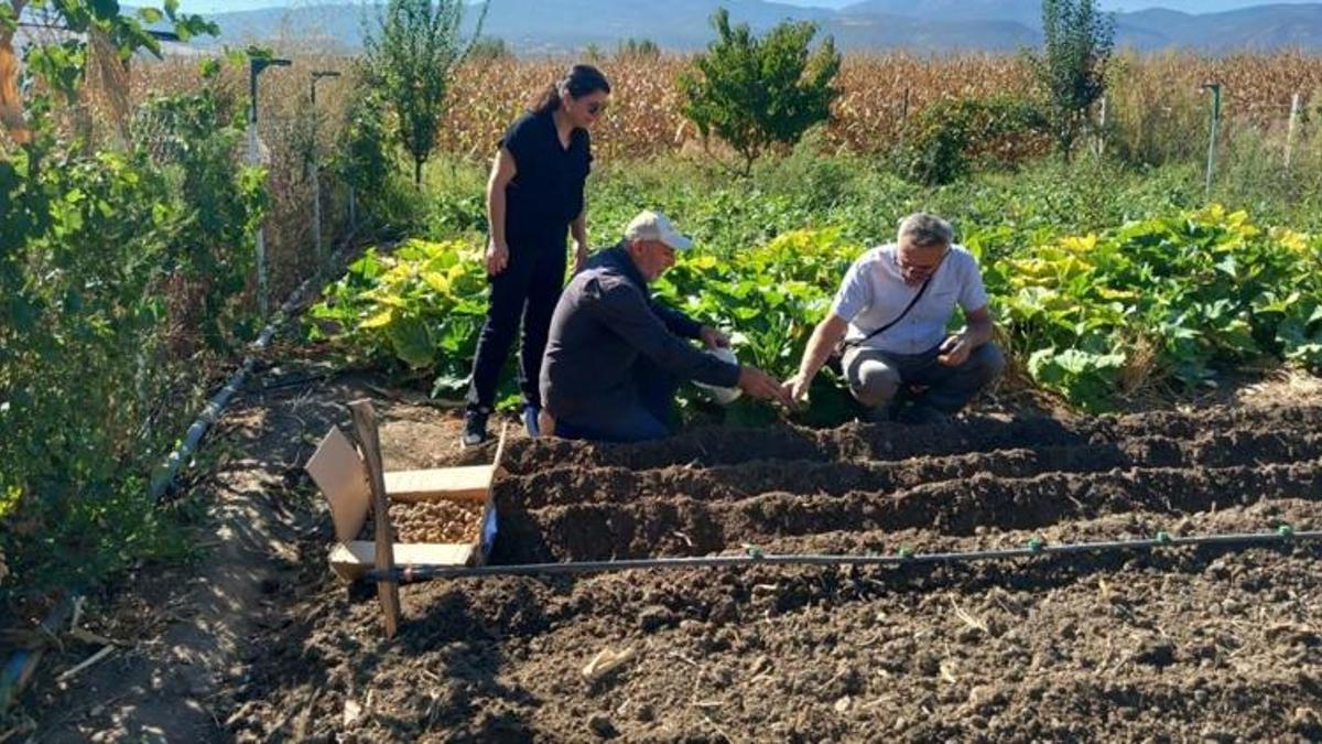Tokat'ta ilk kez resmi izinle tarlaya dikildi! Toplanması yasak! Yeni gelir kaynağı olacak