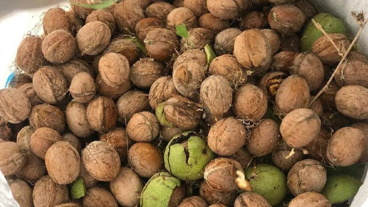 Erzincan'da hasat başladı! Kendi kendine yetişiyor! Kilosu 200 liradan satılıyor