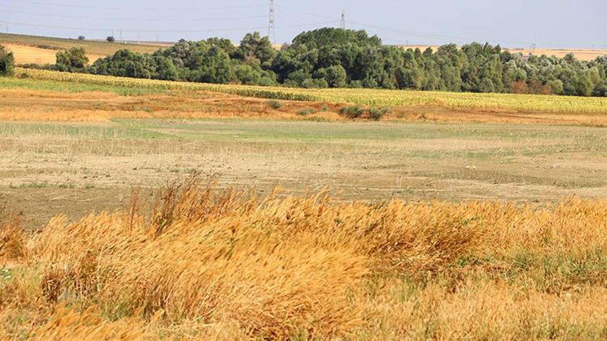 Kuraklık göleti kuruttu! Binlerce hayvan susuz kalınca muhtar 50 yıllık kaynağı keşfetti