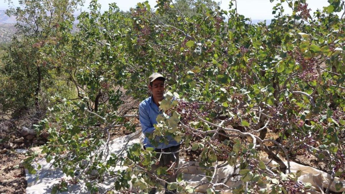 Türkiye'nin üretiminde üst sıralarda yer alıyor! En geç hasatlardan biri burada