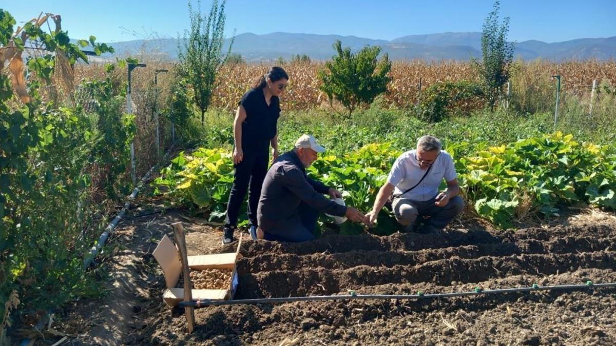 Resmi izin aldı, ekime başladı! İzinsiz sökülmesi yasak, kilosu 3 bin lira