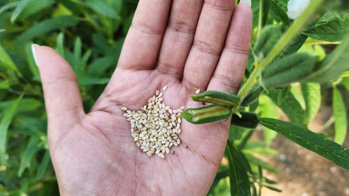 Susam üretiminin arttırılması için kollar sıvandı, makineli üretim devreye girdi