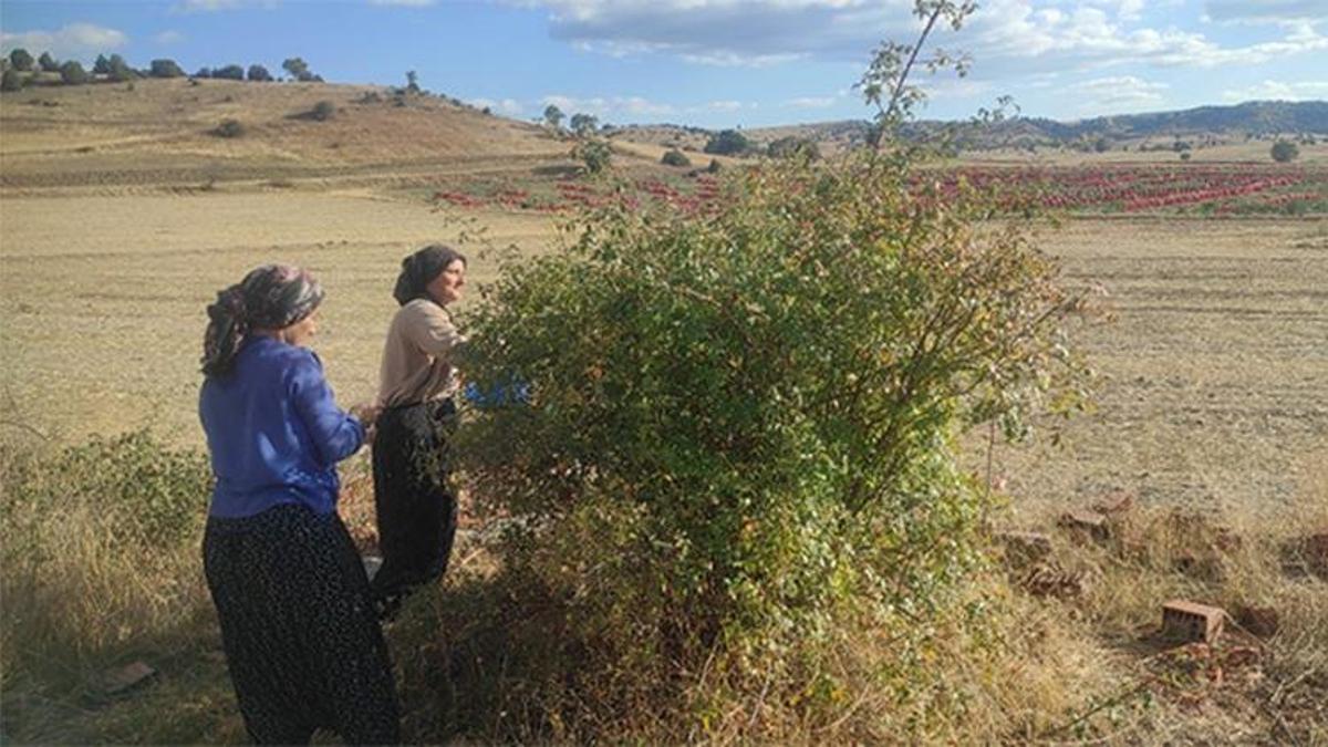 Kilosu 1.200 lira, Yozgatlılar para vermiyor! Şifası altın değerinde, tüketenler kış boyu doktor yüzü görmüyor