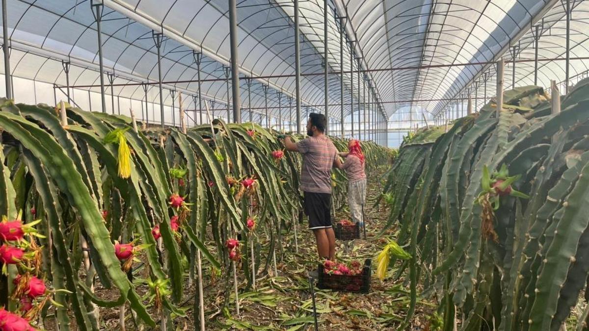 Kilosu 150 TL olunca üretici çare aradı: Antalya'da seralara kuruldu! Pazara gidene kadar ürünü koruyor