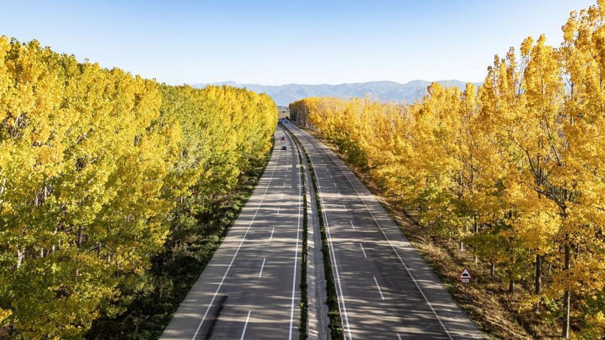 İlçenin simgesi olmuştu, bir gecede yok oldular