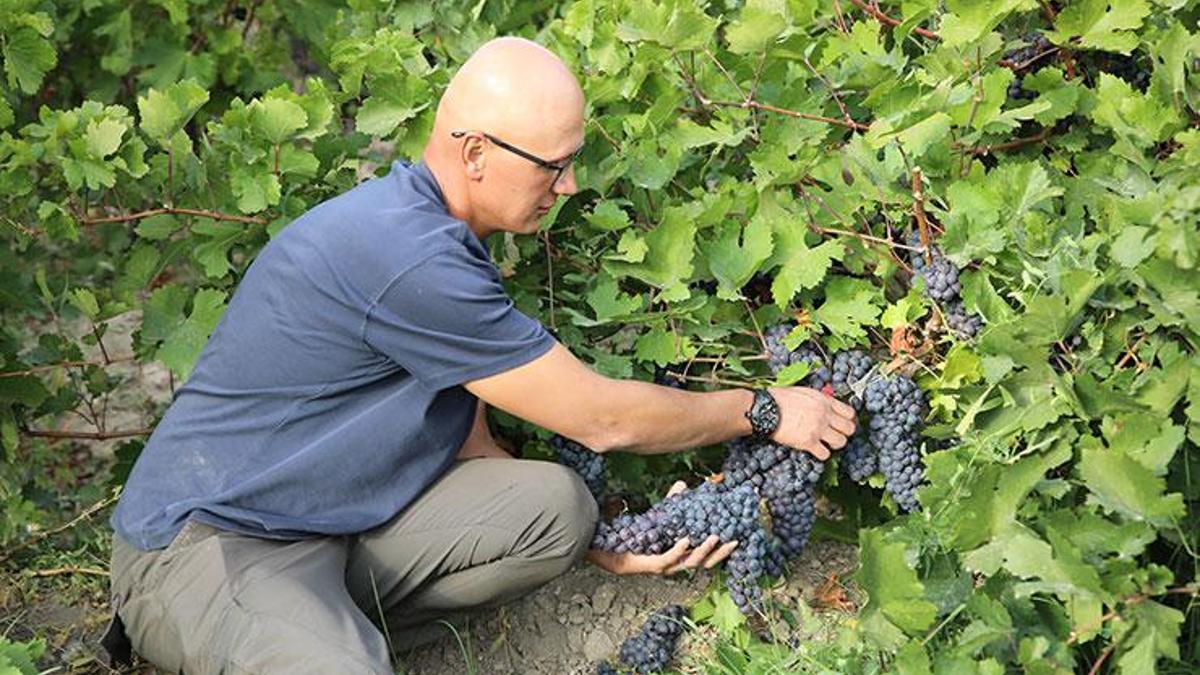 Geçmişi 3 bin yıllık! Bu üzüm sadece bir ilçede yetişiyor