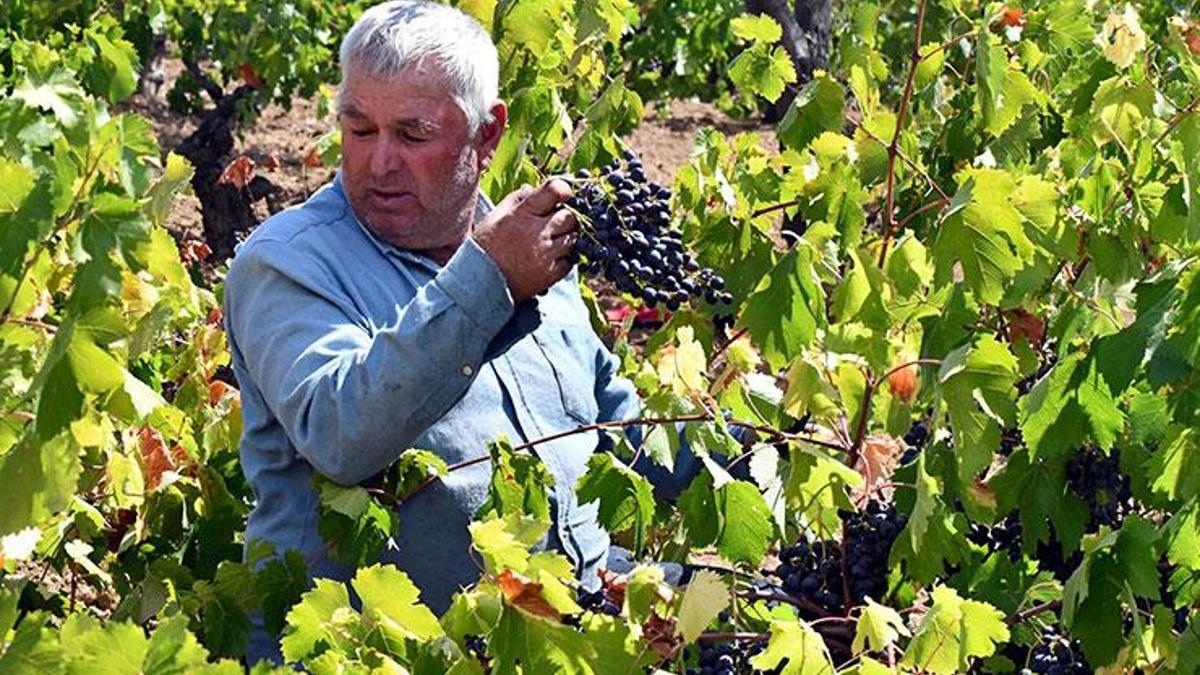 Ürettikleri ürüne yoğun talep var! Avrupa ülkelerine satıyorlar