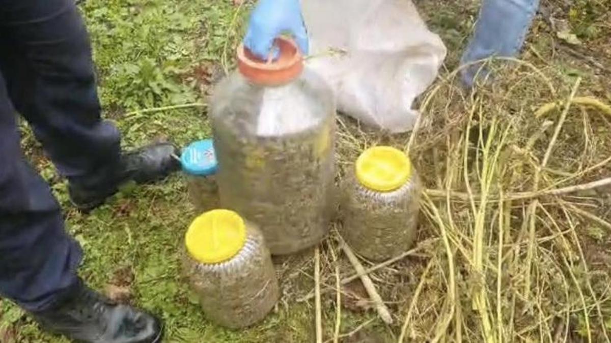 Samsun'da fındık bahçesinden bidon bidon çıktı! Görür görmez jandarmayı aradılar