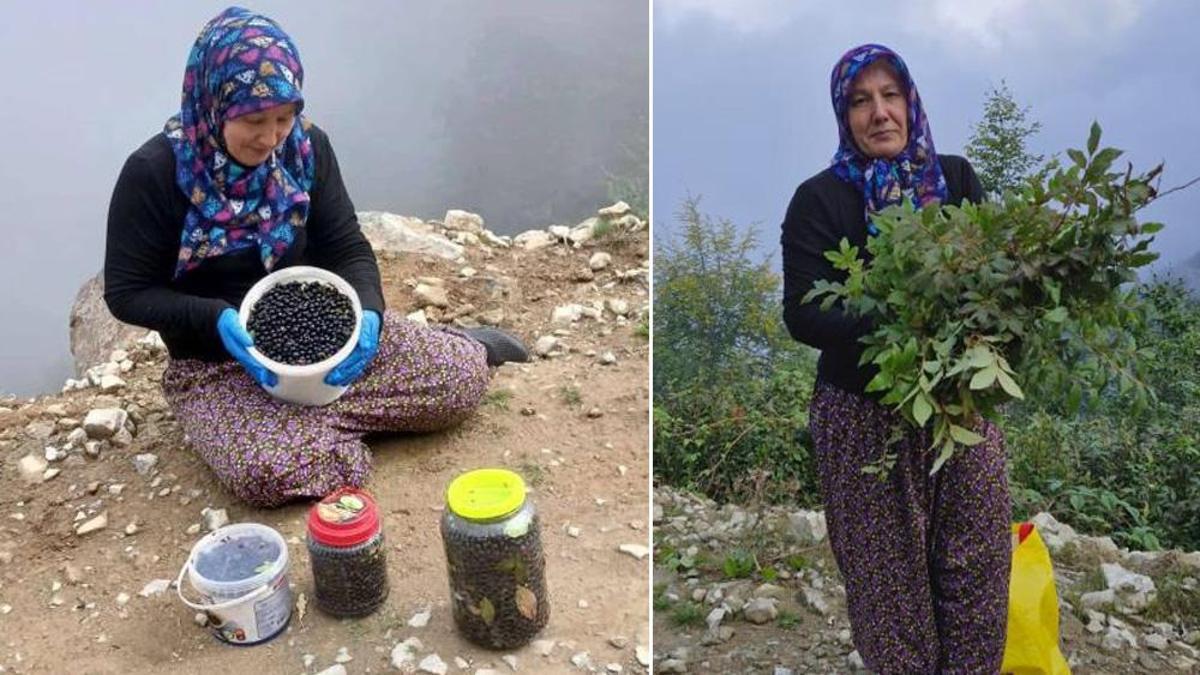 Trabzon yaylalarında kendiliğinden yetişiyor, kilosu altın değerinde! Taleplere yetişemiyorlar
