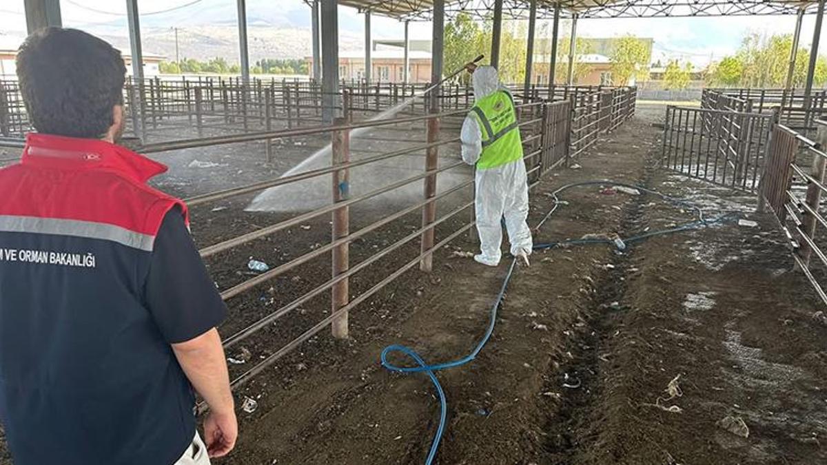 Iğdır'da şap alarmı! Hayvan giriş çıkışları yasaklandı: Hepsi kapatıldı