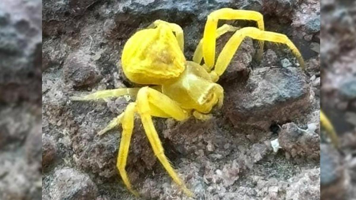 Elazığ'da mahalle arasında görüntülendi! Türkiye'de neredeyse hiç rastlanmıyor