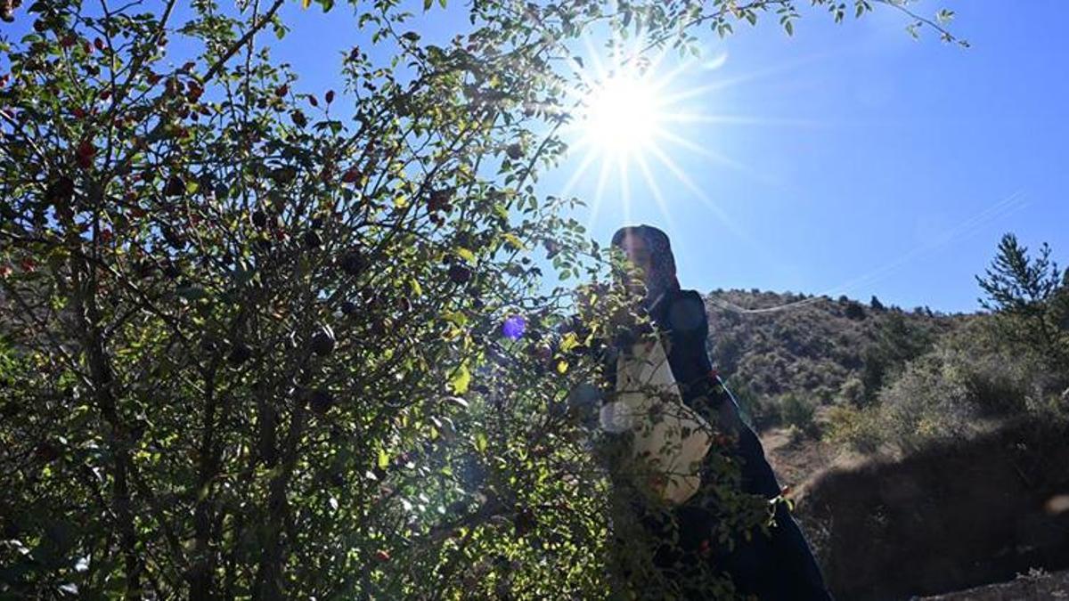 Gümüşhane'de dikenlerin arasından sofralara gelen bereket! Şifa kaynağı ürünün 1 kilosu için 2 gün emek veriliyor