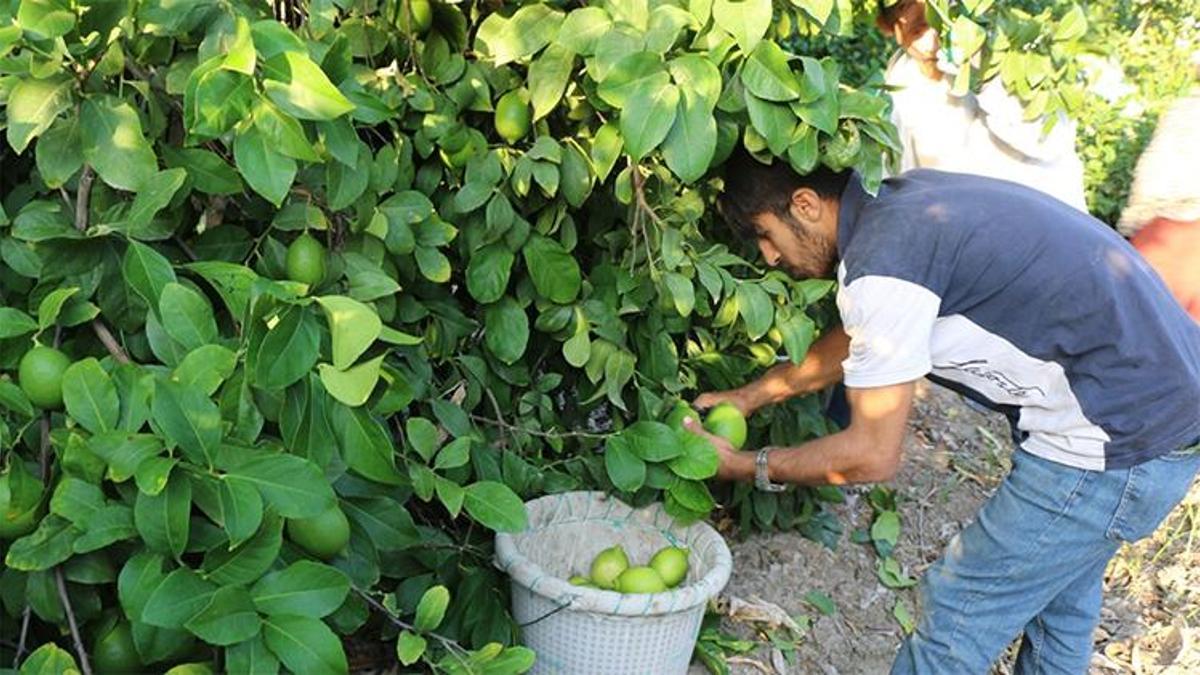 Adana'dan beklenen tarih geldi! Geri sayım başladı, 2 Ekim'de start veriliyor