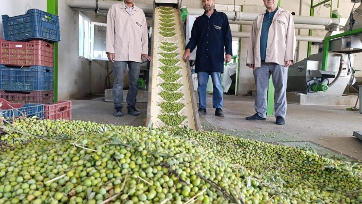Zeytin sıkım sezonu başladı! Üreticilerin yeni uğrak yeri olacak