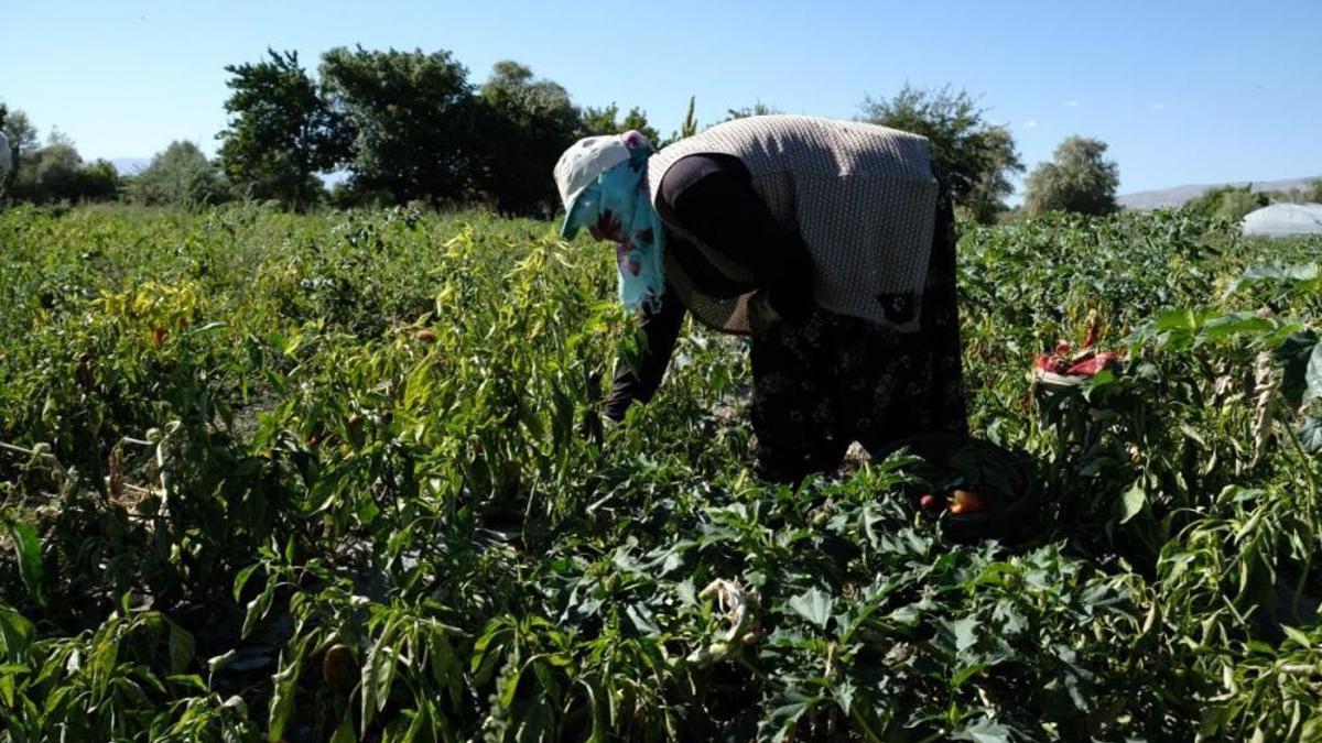 Mezun olur olmaz başladı, hedefine ulaştı! 27 yaşında büyük para kazandı