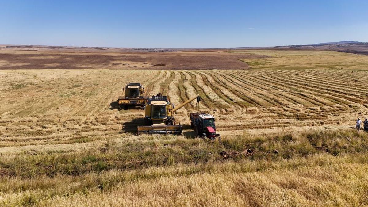 Ekim masrafı tam 6 milyon lira! Geçen sene kilosu 25-27 liraydı, bu yıl 50 lira civarında seyrediyor