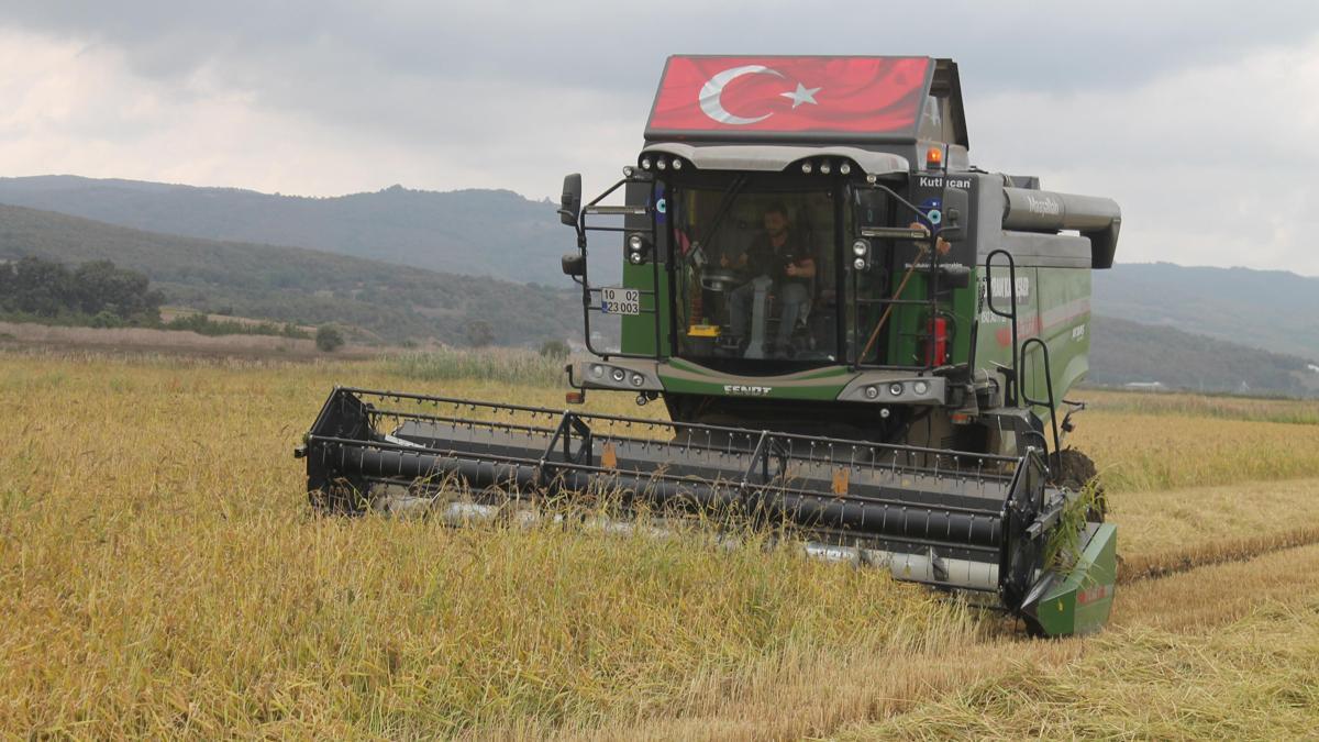 Manyas Ovası'nda çeltik hasadı başladı