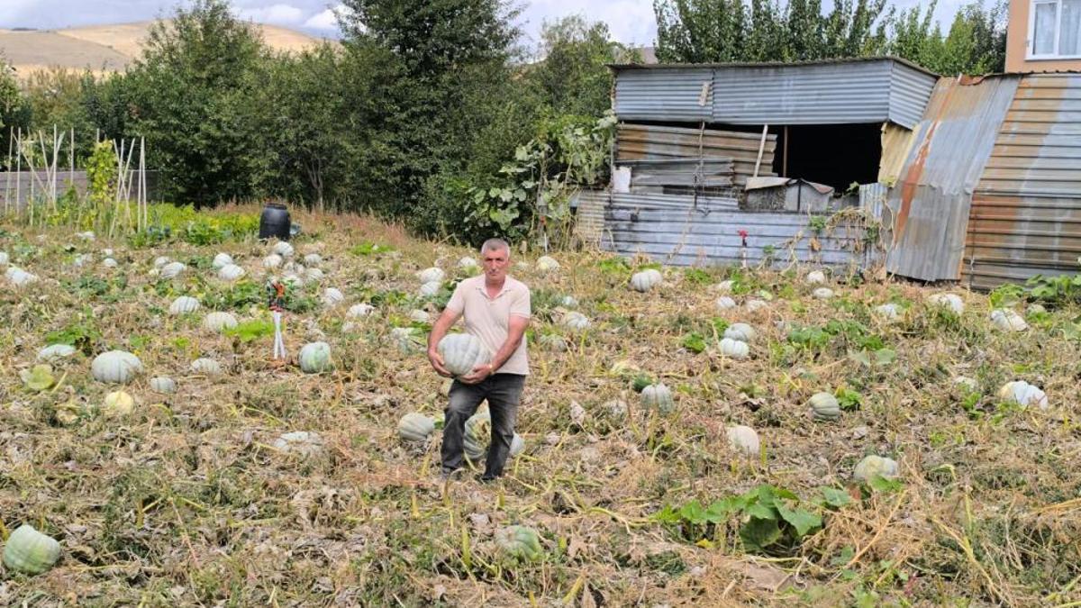Afyonkarahisar'da hasat başladı, fiyatlar yüz güldürüyor! Kilosu 15 TL’ye satılıyor