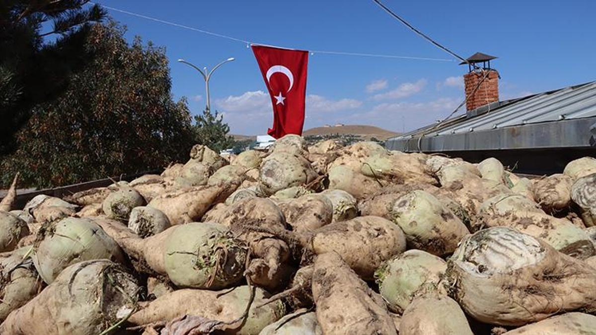 Van'da sezon açıldı: Erciş'te pancar hasadı başladı