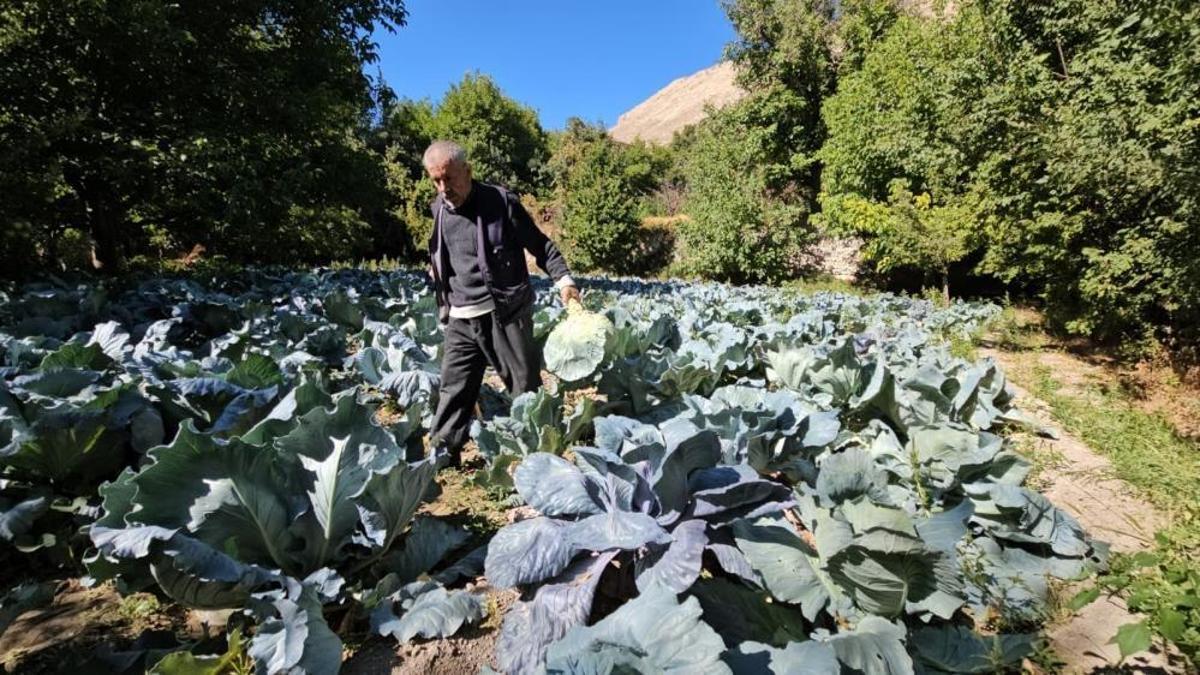 Sonbahar geldi onun mevsimi başladı! Kilo ile değil, tane ile satılıyor: 50 liraya da var 200 liraya da