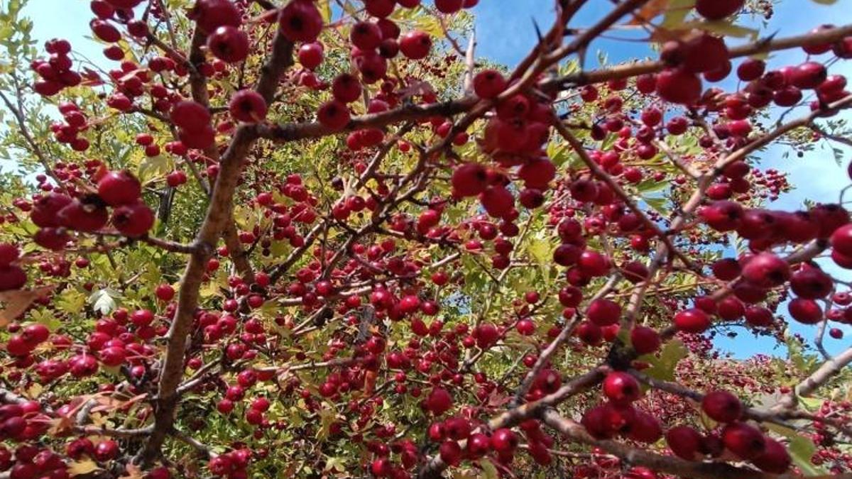 Sadece Konya’da yetişiyor! Şifası dağlardan geliyor