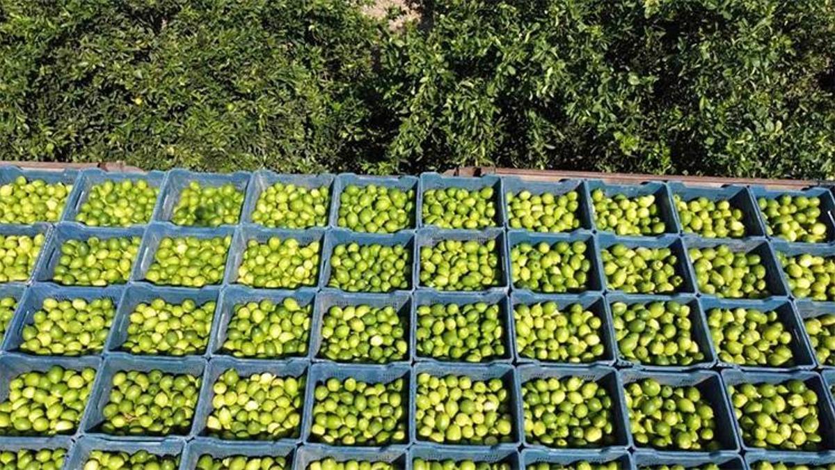 Adana limonunda kara kış etkisi! Fiyatlar uçuşa geçti, bahçede kilosu 35 TL