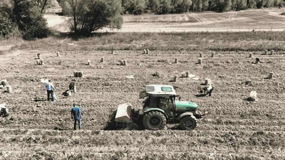 Eskişehir'in meşhur lezzeti çuvallara doldu: Hasat başladı, yola çıktı!