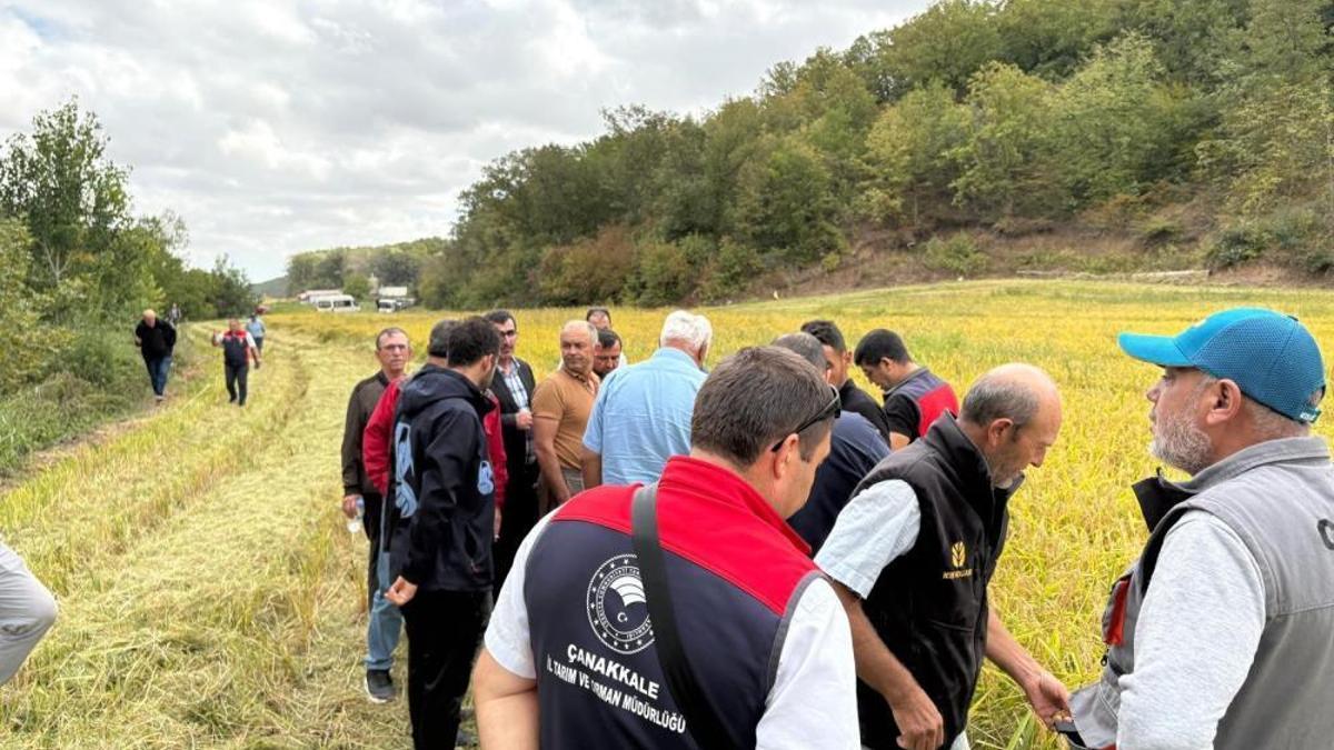 Çeltikte yeni dönem! Damlama sulama ile verim artışı hedefleniyor