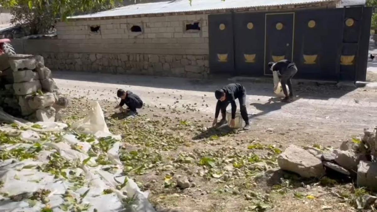 Tek tek toplanıyor, Türkiye'nin en kalitelisi burada yetişiyor! Kilosu 600 liradan satılıyor