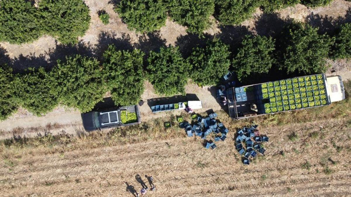 Geçen yıl bahçede de tezgahta da fiyatı ucuzdu! Bu sene işler değişti, fiyatı rekor kırdı