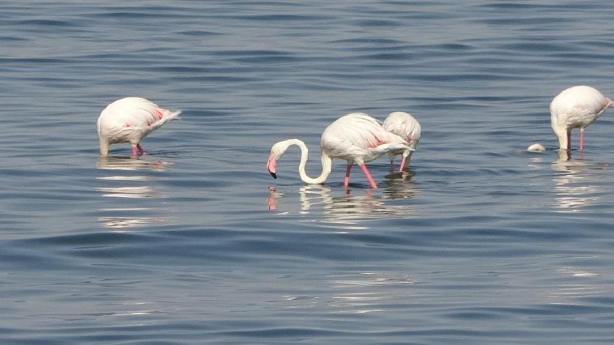 Onlar Van Gölü'nün misafirleri! Flamingoların yeni durağı burası oldu