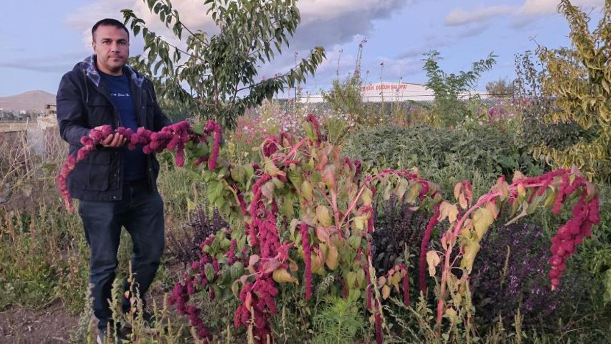 Doğu'nun soğuğunda denedi! Sıcak iklim meyveleri yetiştirdi
