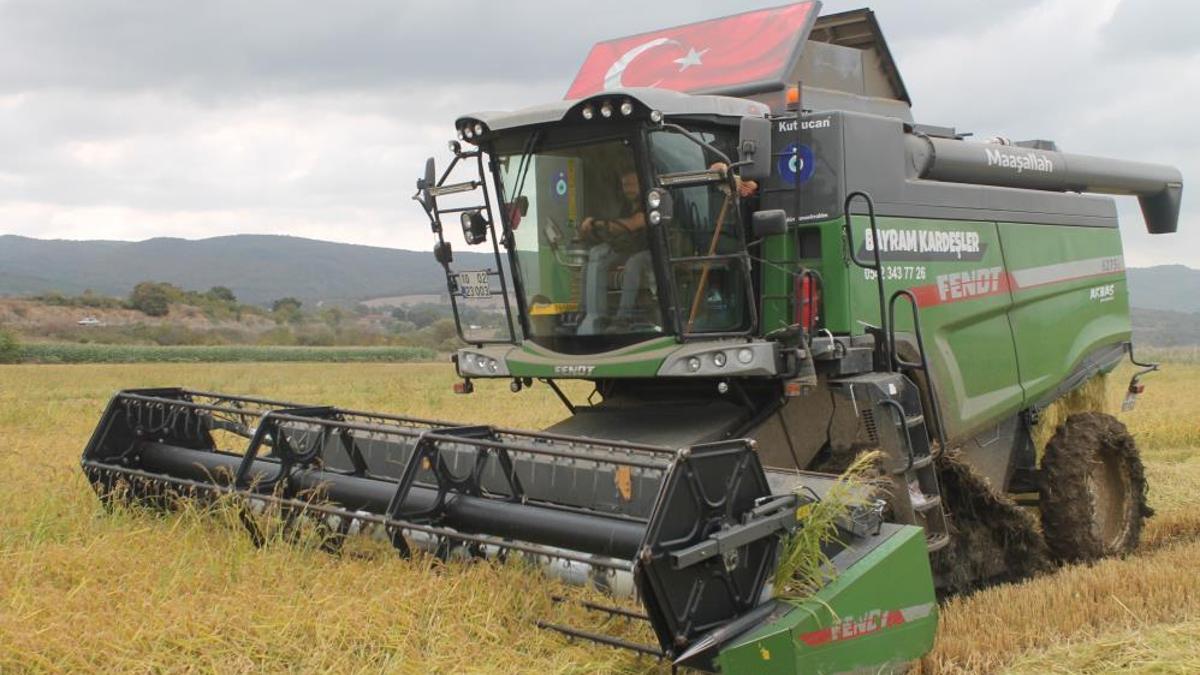 Sofraların vazgeçilmezinde hasat başladı! Tarlada 42 liradan satılıyor