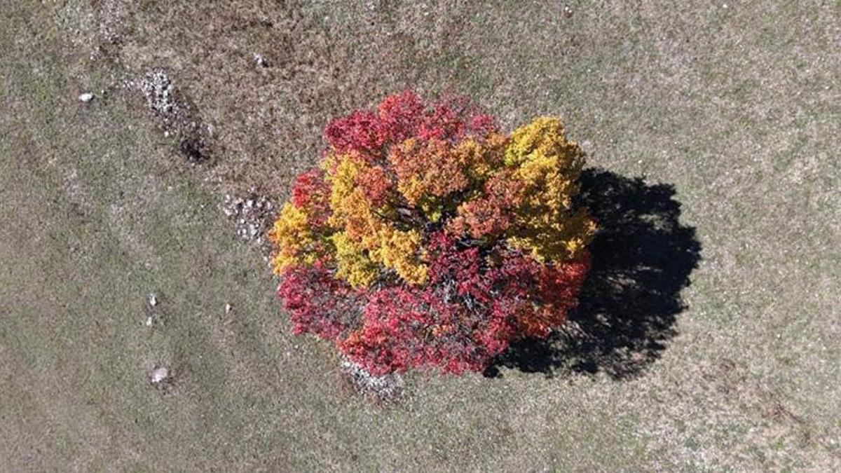 Karadeniz'e sonbahar ilk önce bu ilçeye geldi! Yapraklar sarardı görsel şölen göz kamaştırdı