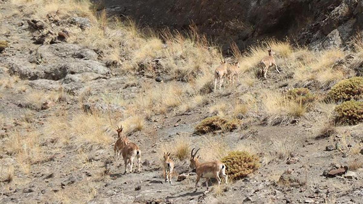 Erzurum Oltu'da büyüleyici görüntü: Dağ keçileri sürü halinde objektiflere takıldı