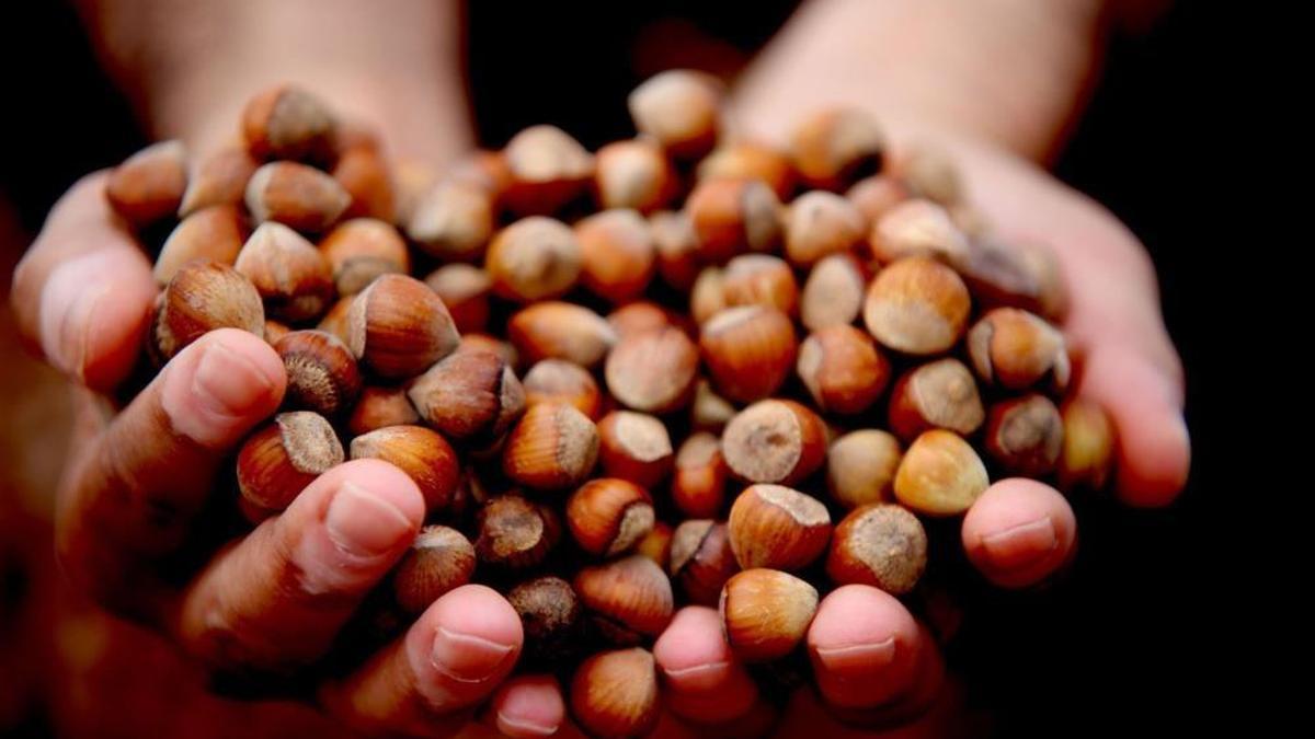 Giresun fındığı zirvede! Kilosu ilk kez bu fiyatı gördü