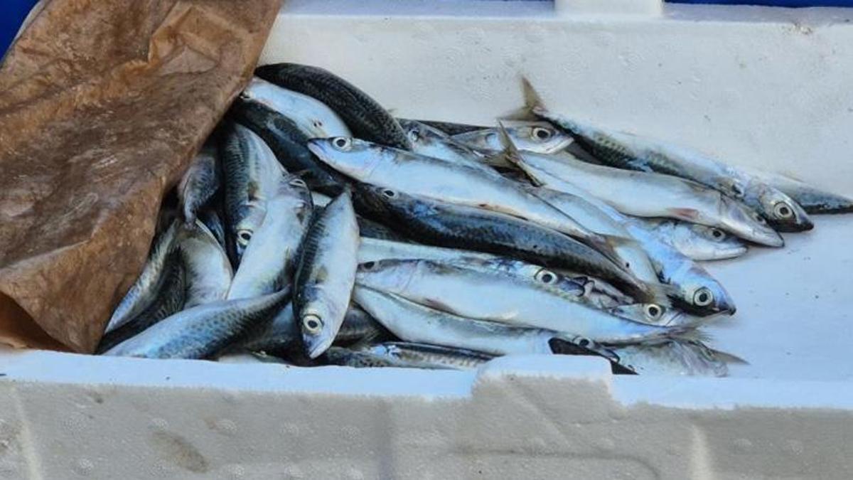 Tekirdağlılar sardalyaya koşuyor! Kilosu 150 liradan satılıyor!